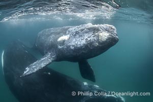 Mother and calf southern right whales underwater. The calf swims close to its mother but, if the mother is accepting, the calf will be allowed to come close to the photographer and check him out. By permission of the Government of Argentina, Chubut, permit # 51 / 2025-SsCyA, Eubalaena australis, Puerto Piramides