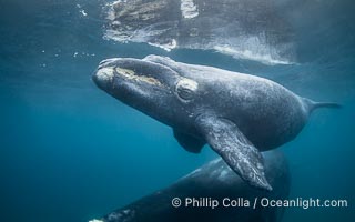 Mother and calf southern right whales underwater. The calf swims close to its mother but, if the mother is accepting, the calf will be allowed to come close to the photographer and check him out. By permission of the Government of Argentina, Chubut, permit # 51 / 2025-SsCyA, Eubalaena australis, Puerto Piramides