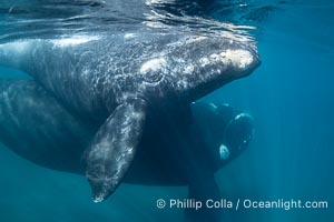 Mother and calf southern right whales underwater. The calf swims close to its mother but, if the mother is accepting, the calf will be allowed to come close to the photographer and check him out. By permission of the Government of Argentina, Chubut, permit # 51 / 2025-SsCyA, Eubalaena australis, Puerto Piramides