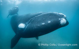 Mother and calf southern right whales underwater. By permission of the Government of Argentina, Chubut, permit # 51 / 2025-SsCyA, Eubalaena australis, Puerto Piramides