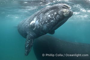 Mother and calf southern right whales underwater. The calf swims close to its mother but, if the mother is accepting, the calf will be allowed to come close to the photographer and check him out. By permission of the Government of Argentina, Chubut, permit # 51 / 2025-SsCyA, Eubalaena australis, Puerto Piramides