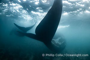 Mother and calf southern right whales underwater. By permission of the Government of Argentina, Chubut, permit # 51 / 2025-SsCyA, Eubalaena australis, Puerto Piramides