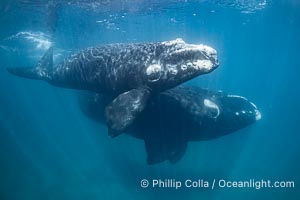 Mother and calf southern right whales underwater. The calf swims close to its mother but, if the mother is accepting, the calf will be allowed to come close to the photographer and check him out. By permission of the Government of Argentina, Chubut, permit # 51 / 2025-SsCyA, Eubalaena australis, Puerto Piramides