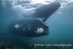 Mother and calf southern right whales underwater. By permission of the Government of Argentina, Chubut, permit # 51 / 2025-SsCyA, Eubalaena australis, Puerto Piramides