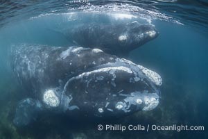 Mother and calf southern right whales underwater. By permission of the Government of Argentina, Chubut, permit # 51 / 2025-SsCyA, Eubalaena australis, Puerto Piramides