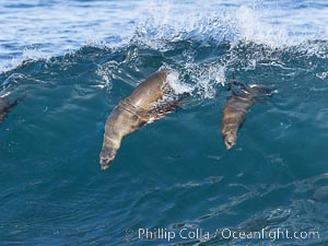 Mother and Pup Bodysurfing Sea Lions Side by Side. California sea lion (Zalophus californianus) is surfing extreme shorebreak at Boomer Beach, Point La Jolla, Zalophus californianus