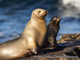 Mother and pup California sea lion, Zalophus californianus, La Jolla