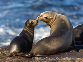 Mother and pup California sea lion, Zalophus californianus, La Jolla