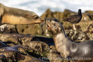 Mother and pup California sea lion, Zalophus californianus, La Jolla