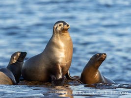 Mother and pup California sea lion, Zalophus californianus, La Jolla