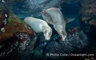 A mother California sea lion (left) and her pup (right), underwater at the Coronado Islands, Mexico. Mothers and pups spend much time together with the mother teaching her young padawan learner how to pursue prey. I spent a lot of time over 6 days watching this pair in Fall 2023, Zalophus californianus, Coronado Islands (Islas Coronado)