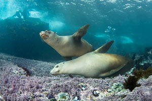 A mother California sea lion (bottom) and her pup (top), underwater at the Coronado Islands, Mexico. Mothers and pups spend much time together with the mother teaching her young padawan learner how to pursue prey, Zalophus californianus, Coronado Islands (Islas Coronado)