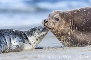 A mother Pacific harbor seal nuzzles her pup, born only a few days before. The pup must bond and imprint on its mother quickly, and the pair will constantly nuzzle and rub against one another in order to solidify that bond, Phoca vitulina richardsi, La Jolla, California