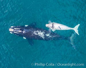 Aerial view of mother and white calf, Southern right whale, Argentina
