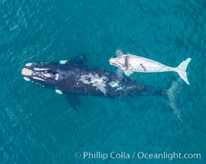 Aerial view of mother and white calf, Southern right whale, Argentina, Eubalaena australis, Puerto Piramides, Chubut