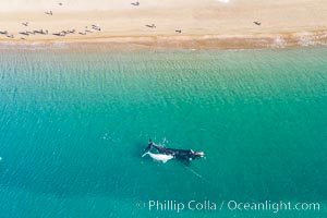 Aerial view of mother and white calf, Southern right whale, Argentina, Eubalaena australis, Puerto Piramides, Chubut