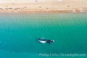 Aerial view of mother and white calf, Southern right whale, Argentina, Eubalaena australis, Puerto Piramides, Chubut