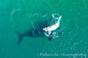 Aerial view of mother and white calf, Southern right whale, Argentina, Eubalaena australis, Puerto Piramides, Chubut