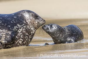 A mother Pacific harbor seal nuzzles her pup, born only a few hours earlier. The pup must bond and imprint on its mother quickly, and the pair will constantly nuzzle and rub against one another in order to solidify that bond, Phoca vitulina richardsi, La Jolla, California