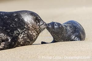 A mother Pacific harbor seal nuzzles her pup, born only a few hours earlier. The pup must bond and imprint on its mother quickly, and the pair will constantly nuzzle and rub against one another in order to solidify that bond, Phoca vitulina richardsi, La Jolla, California