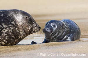 A mother Pacific harbor seal nuzzles her pup, born only a few hours earlier. The pup must bond and imprint on its mother quickly, and the pair will constantly nuzzle and rub against one another in order to solidify that bond, Phoca vitulina richardsi, La Jolla, California