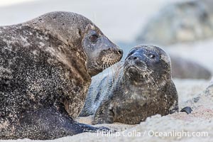 A mother Pacific harbor seal nuzzles her pup, born only a few hours earlier. The pup must bond and imprint on its mother quickly, and the pair will constantly nuzzle and rub against one another in order to solidify that bond, Phoca vitulina richardsi, La Jolla, California