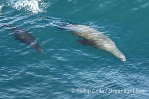 Mother sea lion teaches her young pup to bodysurf on waves, Zalophus californianus, La Jolla, California