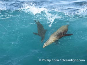 Mother sea lion teaches her young pup to bodysurf on waves, Zalophus californianus, La Jolla, California