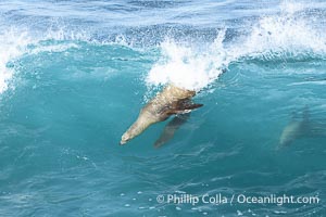 Mother sea lion teaches her young pup to bodysurf on waves, Zalophus californianus, La Jolla, California