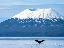 Mount Edgecumbe seen from the Sitka Sound. A volcano, Mount Edgecumbe has an elevation of 3201 feet and lies on the tip of Kruzof Island about 24 miles west of Sitka, Megaptera novaeangliae
