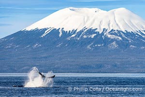 Mount Edgecumbe seen from the Sitka Sound. A volcano, Mount Edgecumbe has an elevation of 3201 feet and lies on the tip of Kruzof Island about 24 miles west of Sitka, Megaptera novaeangliae