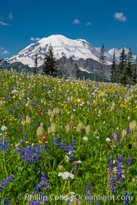 Mount Rainier and alpine wildflowers, Tipsoo Lakes, Mount Rainier National Park, Washington