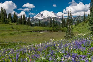 Mount Rainier and alpine wildflowers, Tipsoo Lakes, Mount Rainier National Park, Washington