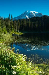 Mount Rainier is reflected in the calm waters of Reflection Lake, early morning, Mount Rainier National Park, Washington