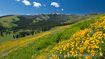 Wildflowers on Mount Washburn, on the north side of Dunraven Pass near Tower Junction, Helianthella uniflora, Yellowstone National Park, Wyoming