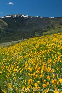 Wildflowers on Mount Washburn, on the north side of Dunraven Pass near Tower Junction, Helianthella uniflora, Yellowstone National Park, Wyoming