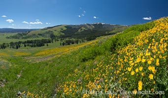 Wildflowers on Mount Washburn, on the north side of Dunraven Pass near Tower Junction.