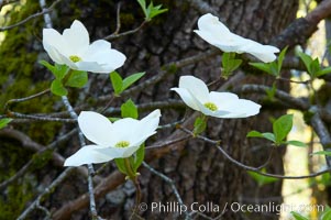 Mountain dogwood, or Pacific dogwood, Yosemite Valley, Cornus nuttallii, Yosemite National Park, California