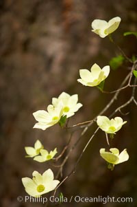 Mountain dogwood, or Pacific dogwood, Yosemite Valley, Cornus nuttallii, Yosemite National Park, California