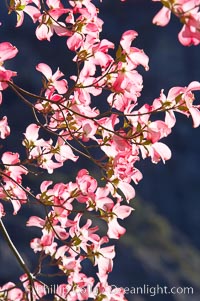 Mountain dogwood, or Pacific dogwood, Yosemite Valley, Cornus nuttallii, Yosemite National Park, California