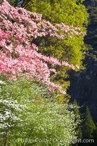 Mountain dogwood, or Pacific dogwood, Yosemite Valley, Cornus nuttallii, Yosemite National Park, California