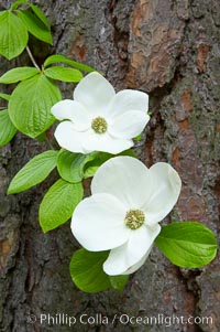 Mountain dogwood, or Pacific dogwood, Yosemite Valley, Cornus nuttallii, Yosemite National Park, California