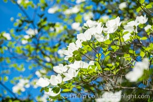 Mountain dogwood, or Pacific dogwood, blooming in spring in Yosemite Valley