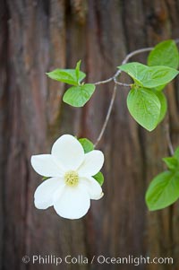 Mountain dogwood, or Pacific dogwood, Yosemite Valley, Cornus nuttallii, Yosemite National Park, California