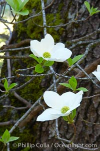 Mountain dogwood, or Pacific dogwood, Yosemite Valley, Cornus nuttallii, Yosemite National Park, California