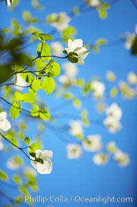 Mountain dogwood, or Pacific dogwood, Yosemite Valley, Cornus nuttallii, Yosemite National Park, California