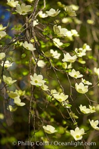 Mountain dogwood, or Pacific dogwood, Yosemite Valley. Cornus nuttallii.