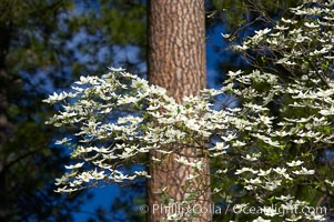 Mountain dogwood, or Pacific dogwood, Yosemite Valley, Cornus nuttallii, Yosemite National Park, California