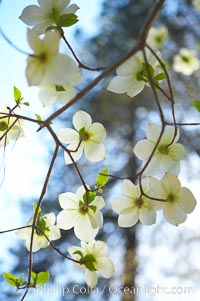 Mountain dogwood, or Pacific dogwood, Yosemite Valley, Cornus nuttallii, Yosemite National Park, California