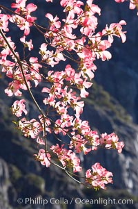 Mountain dogwood, or Pacific dogwood, Yosemite Valley, Cornus nuttallii, Yosemite National Park, California